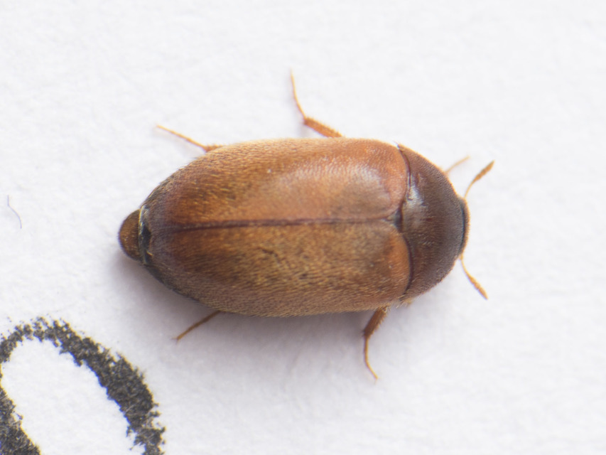 Attagenus smirnovi - afrikai szűcsbogár