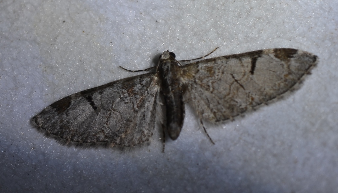 Eupithecia insigniata - hálózatos törpearaszoló