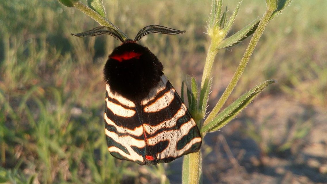 Arctia festiva - díszes medvelepke