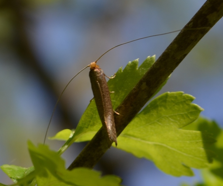Adelidae - hosszúcsápú-tőrösmolyfélék