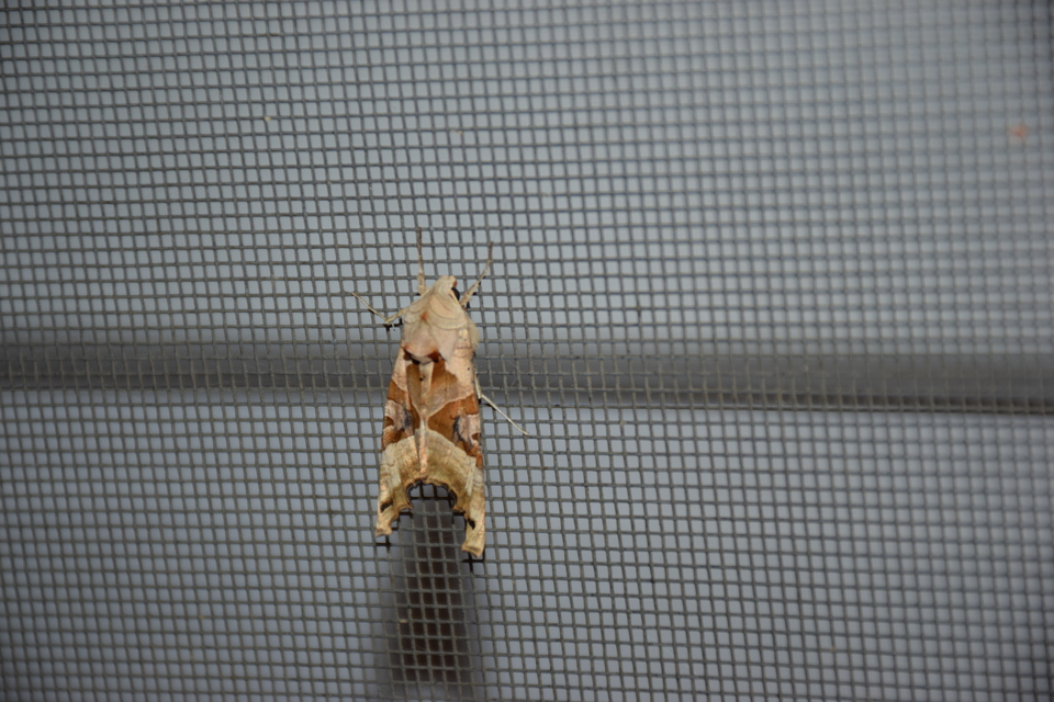 Phlogophora meticulosa - vándorló csipkésbagoly