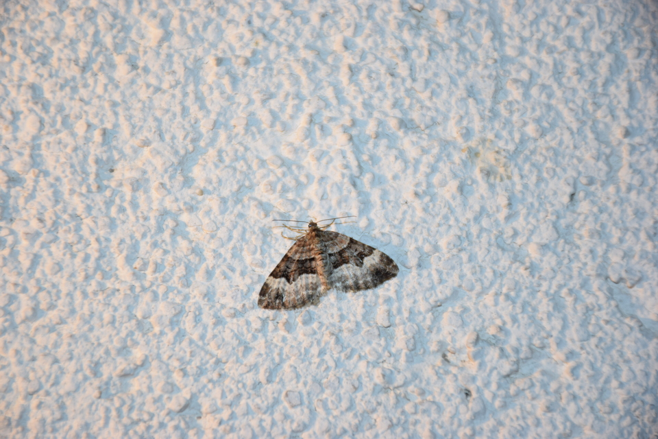 Xanthorhoe biriviata - kétsávos tarkaaraszoló
