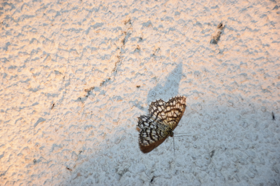 Chiasmia clathrata - rácsos rétiaraszoló