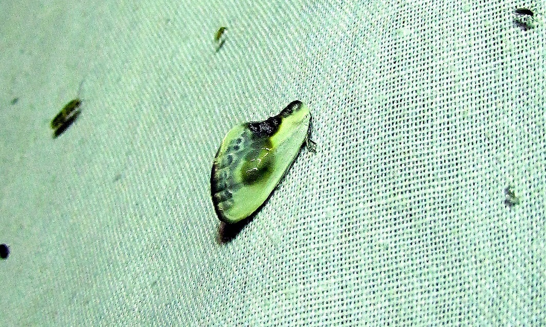 Cilix glaucata - törpe sarlósszövő