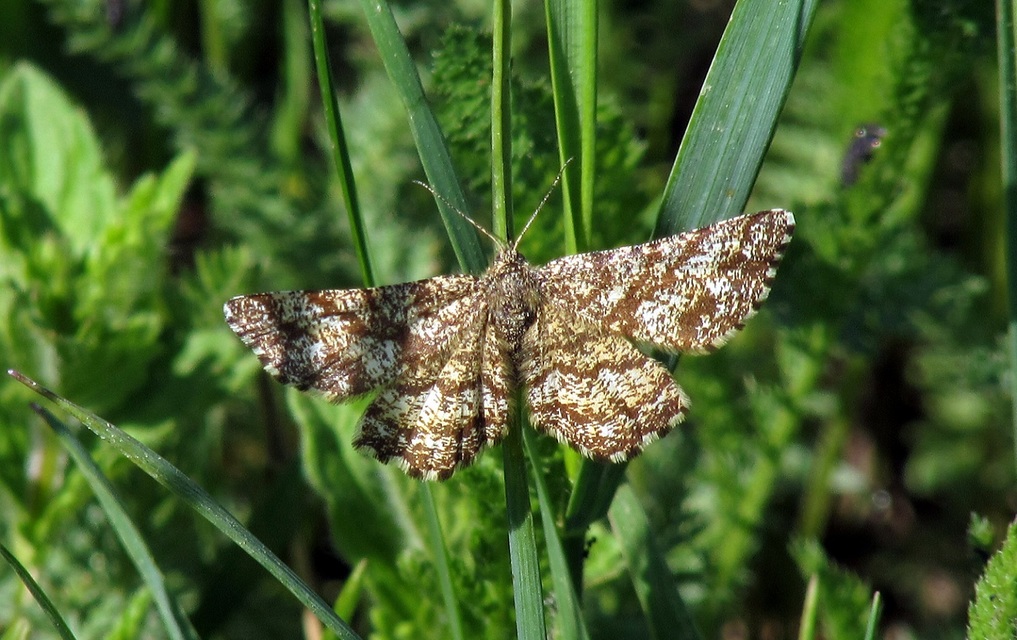 Ematurga atomaria - barna rétiaraszoló