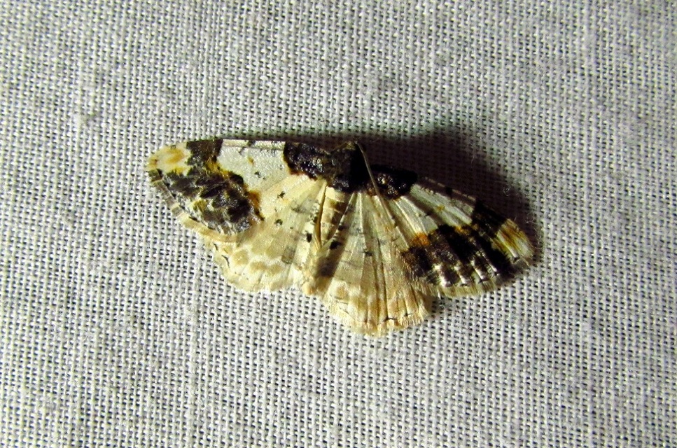 Ligdia adustata - barna levélaraszoló