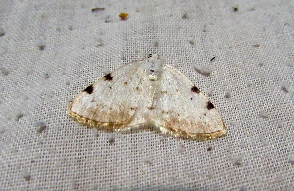 Lomographa bimaculata - kétpontos fehéraraszoló