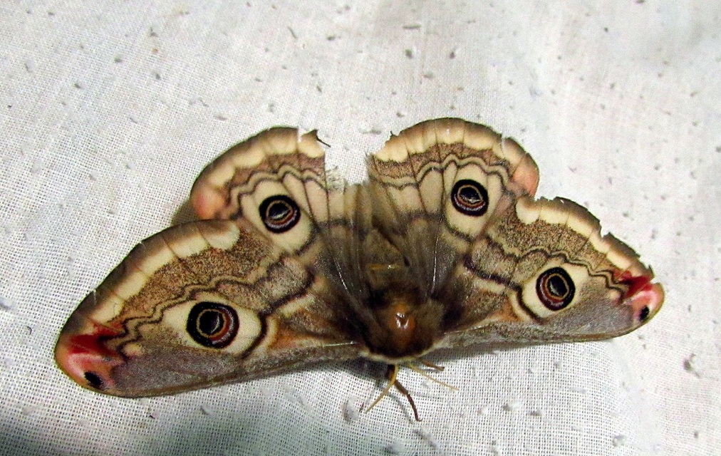 Saturnia pavoniella/pavonia