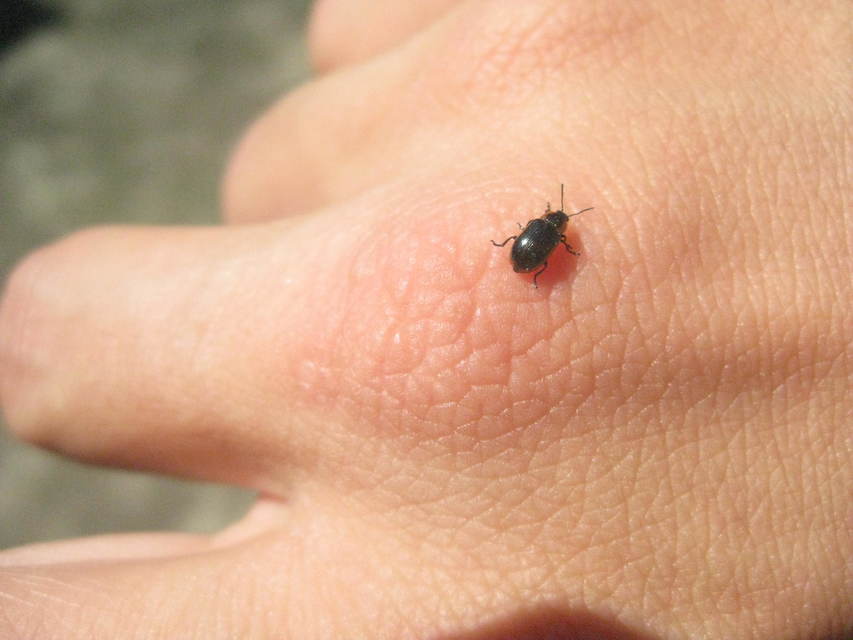 Prasocuris marginella - szegélyes boglárkalevelész