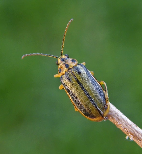 Xanthogalerucella luteola - szilfa-olajosbogár