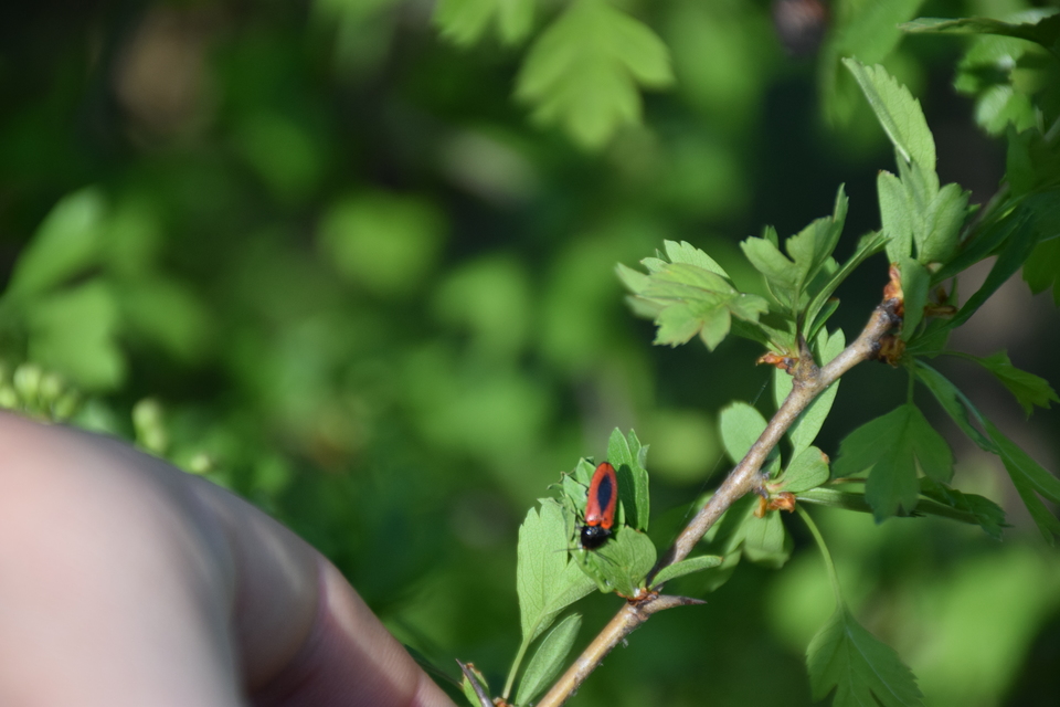 Ampedus sanguinolentus - középfoltos pattanó