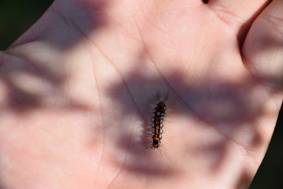 Sphrageidus similis - sárgafarú szövő