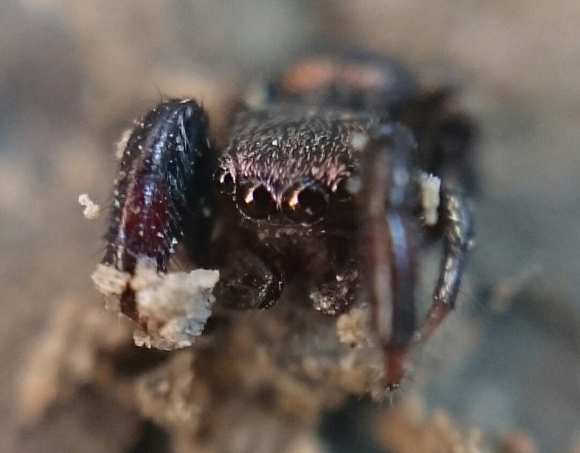 Sibianor aurocinctus