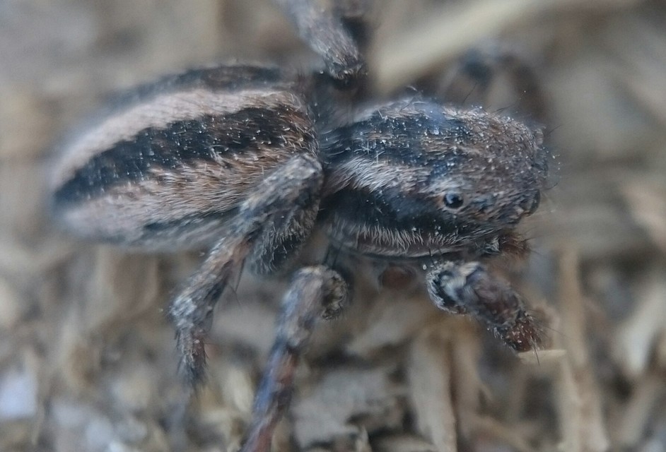Phlegra fasciata - sávos ugrópók