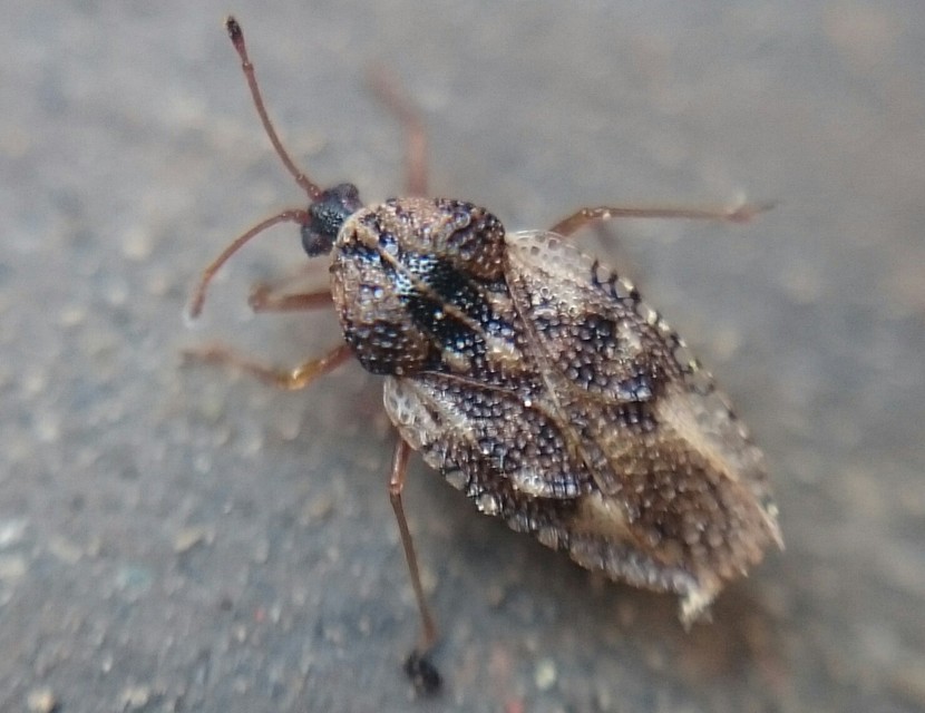 Dictyla humuli - tüdőfű-csipkéspoloska