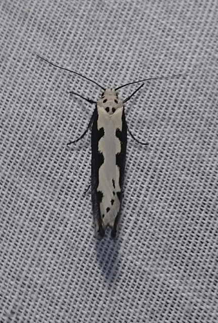 Ethmia bipunctella - kétpettyes feketemoly