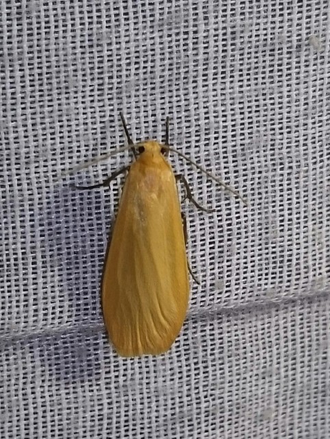 Eilema sororcula - sárga zuzmószövő