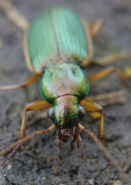 Chlaenius spoliatus - csupasz bűzfutó