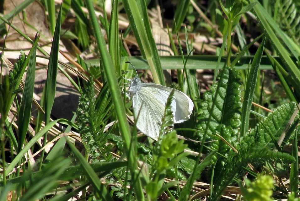 Leptidea sinapis - mustárlepke