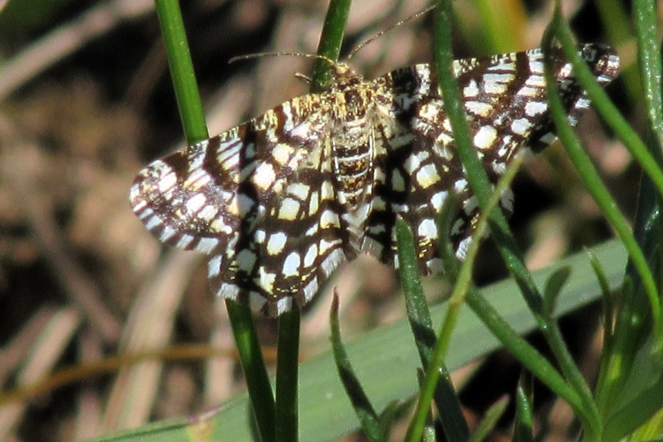 Chiasmia clathrata - rácsos rétiaraszoló