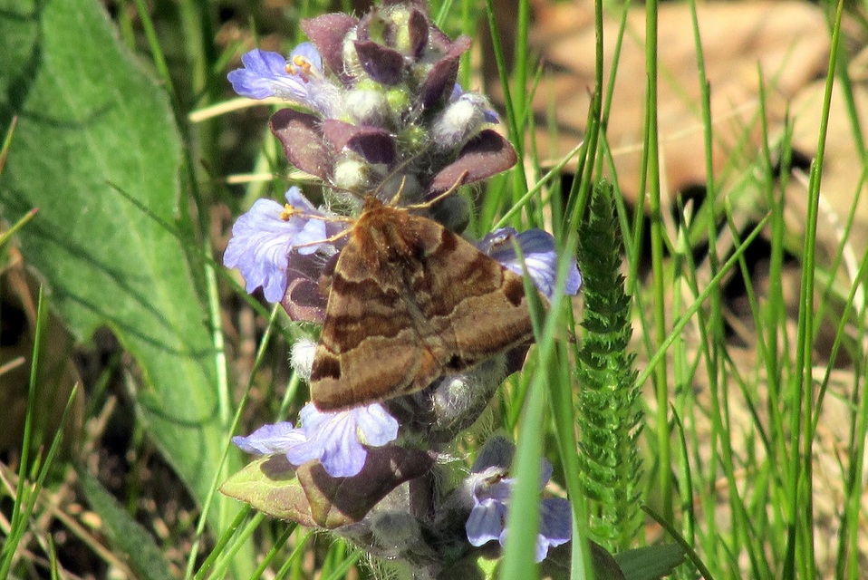 Euclidia glyphica - közönséges nappalibagoly