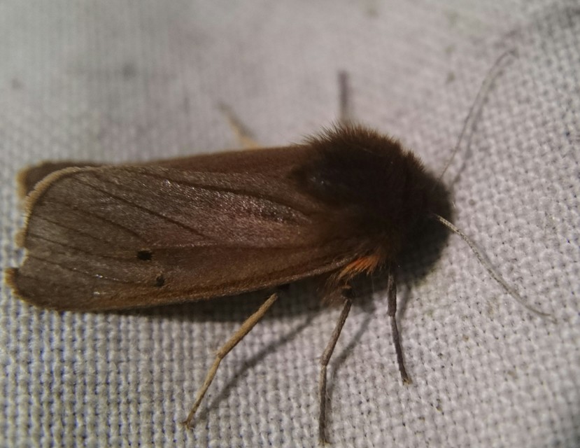 Phragmatobia fuliginosa - füstös medvelepke
