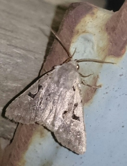 Orthosia gothica - feketefoltos barkabagoly