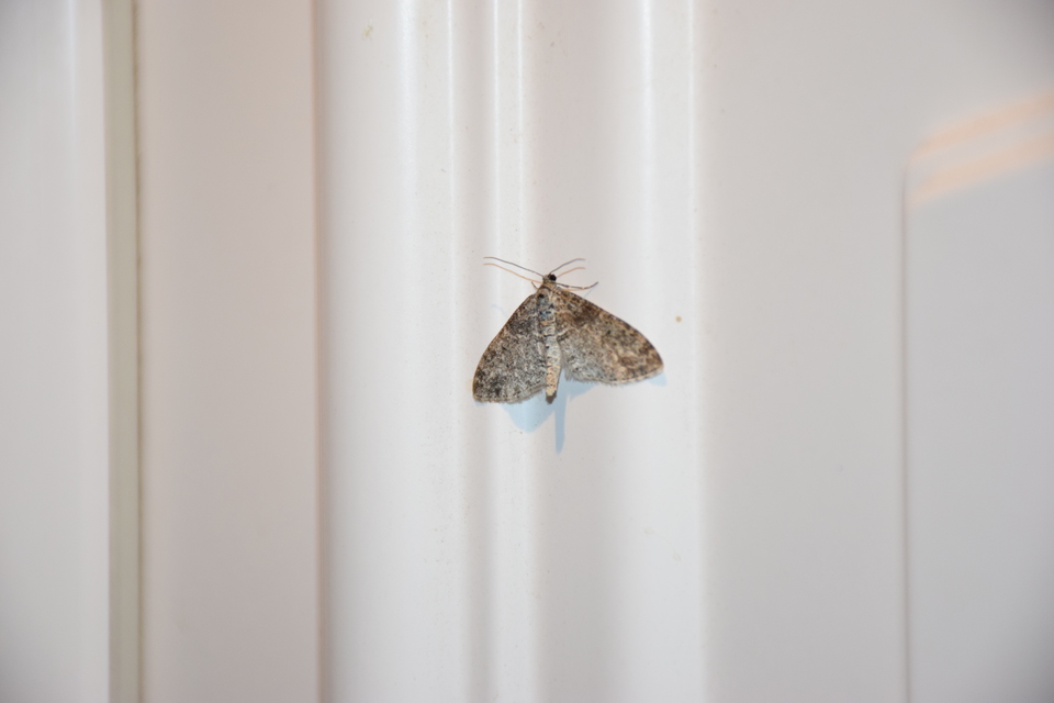 Lobophora halterata - szárnyfüggelékes araszoló