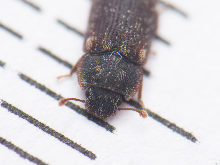 Colobicus hirtus - szegélyes héjbogár