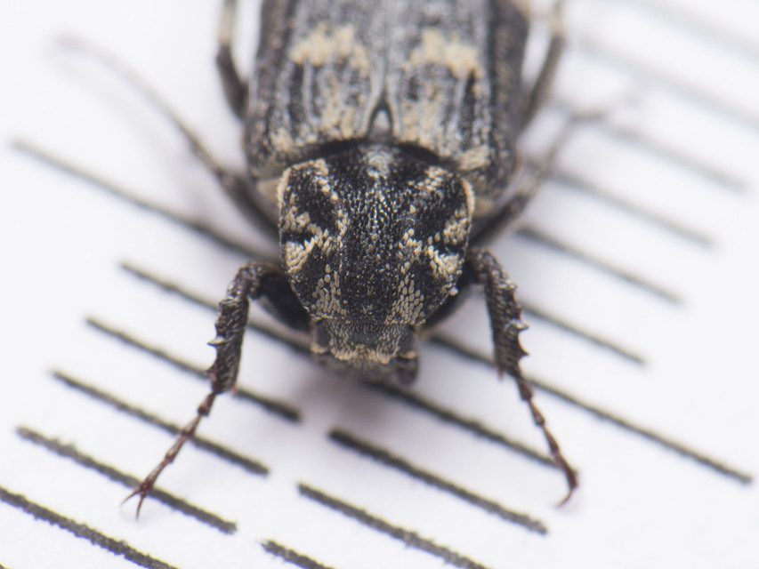 Valgus hemipterus - suta virágbogár