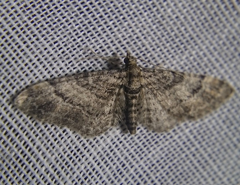 Gymnoscelis rufifasciata - vöröscsíkos törpearaszoló