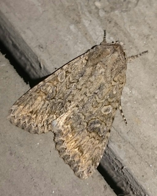 Hadula trifolii - lóherebagoly