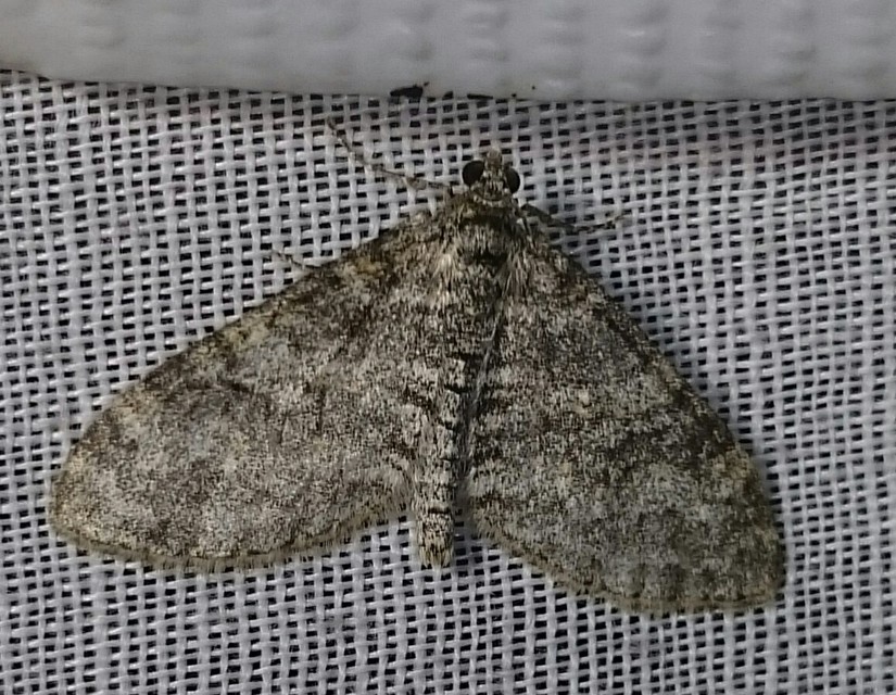 Lobophora halterata - szárnyfüggelékes araszoló