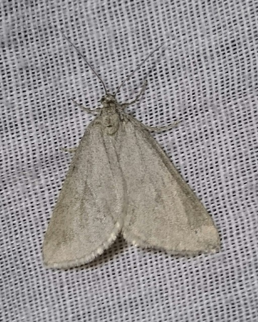 Lithostege griseata - szürke araszoló