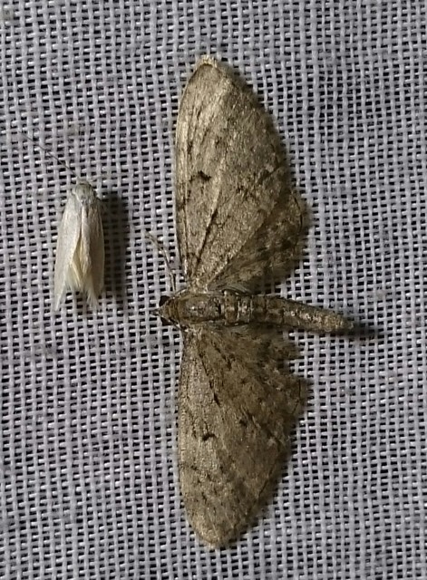 Eupithecia
