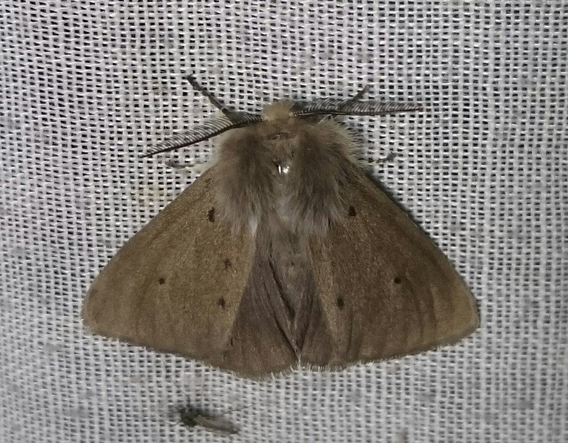Diaphora mendica - felemás medvelepke