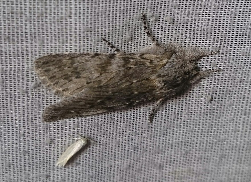 Dicranura ulmi - szilfa-púposszövő