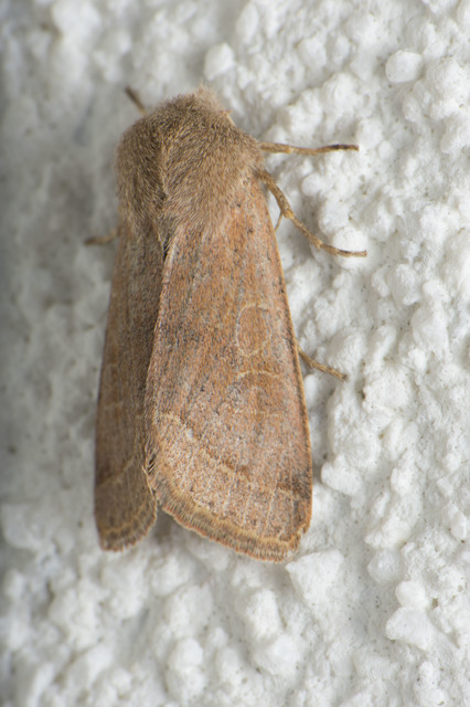Orthosia cerasi - közepes barkabagoly