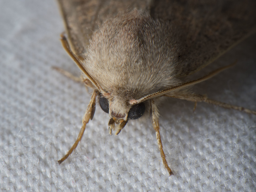Orthosia cerasi - közepes barkabagoly