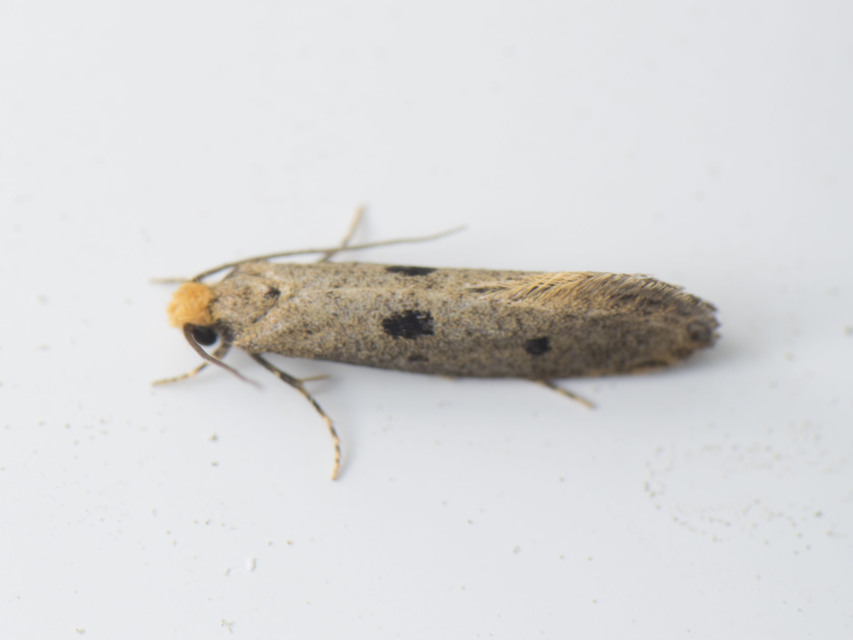 Tinea trinotella - hárompettyes fészekmoly