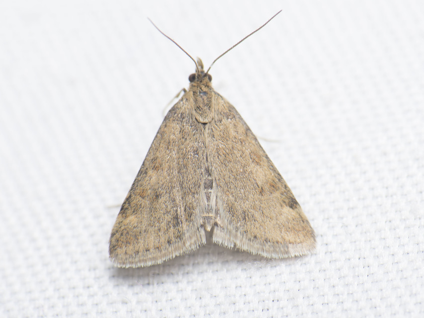 Pyrausta despicata - réti bíbormoly