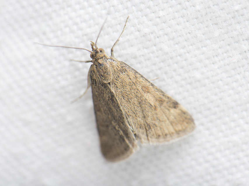 Pyrausta despicata - réti bíbormoly