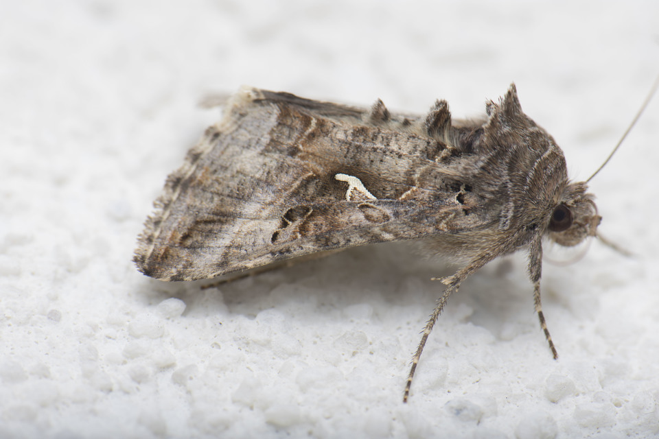 Autographa gamma - gammalepke