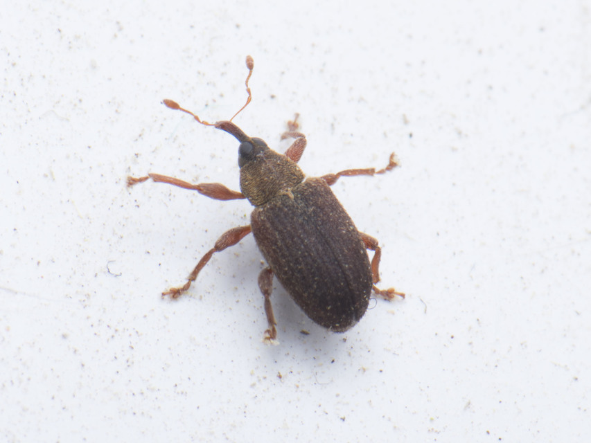 Lignyodes suturatus - barázdás kőrismagormányos