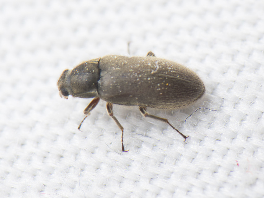 Dryopidae - fülescsápúbogár-félék