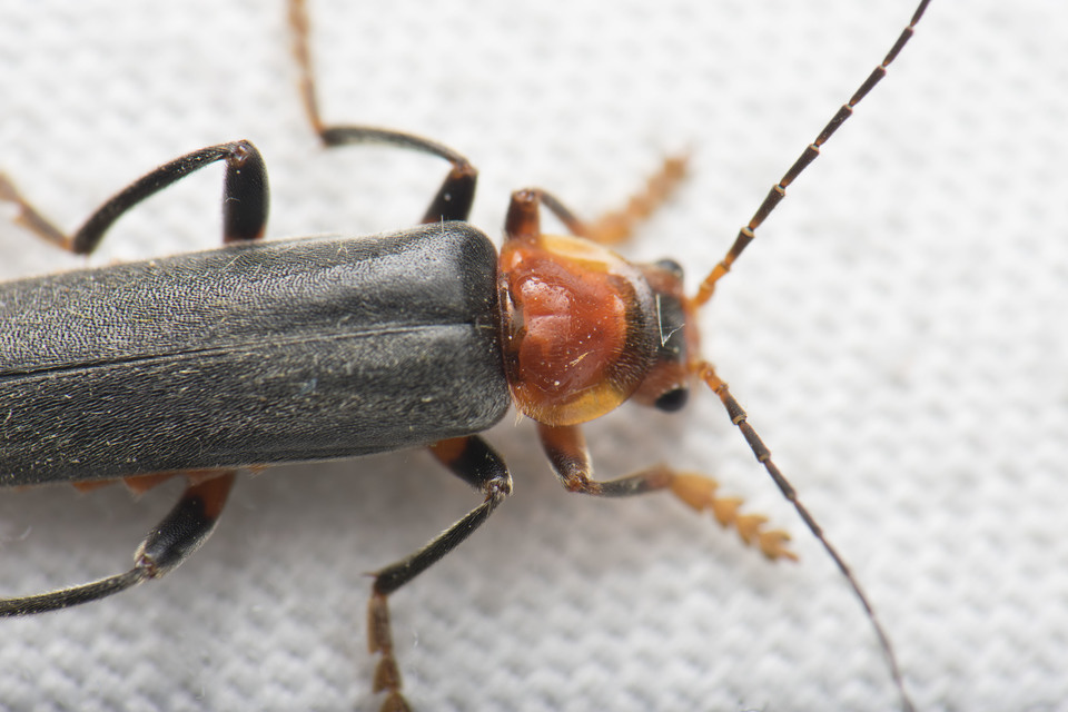 Cantharis livida - mezei lágybogár
