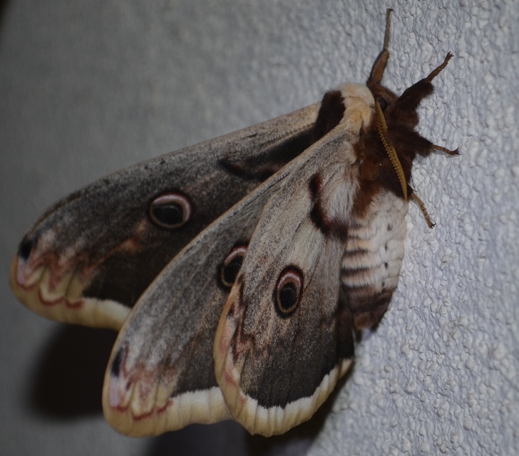 Saturnia pyri - nagy pávaszem