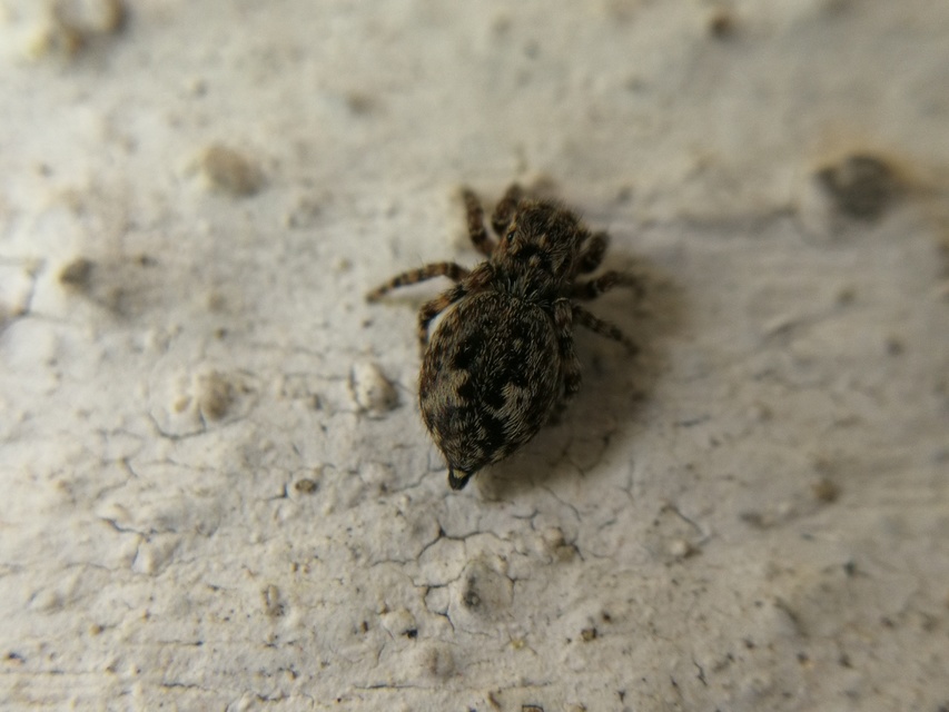 Salticidae - ugrópókok