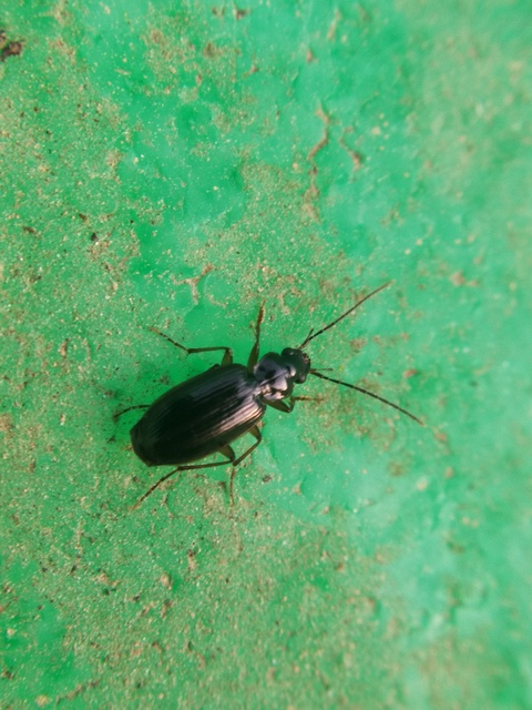 Badister dilatatus - fekete posványfutonc