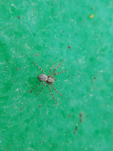 Philodromus